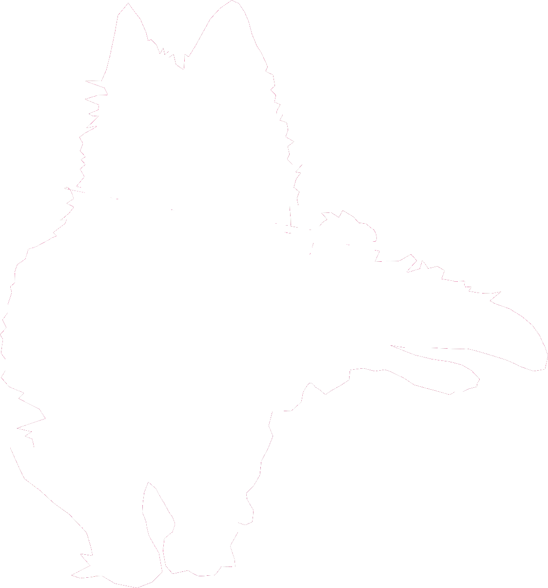 Berger blanc suisse