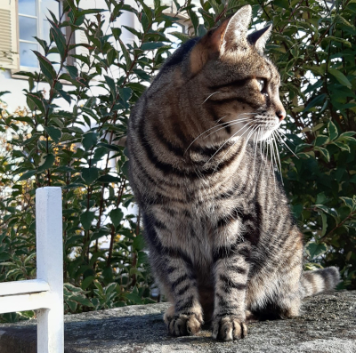 Chat tigré