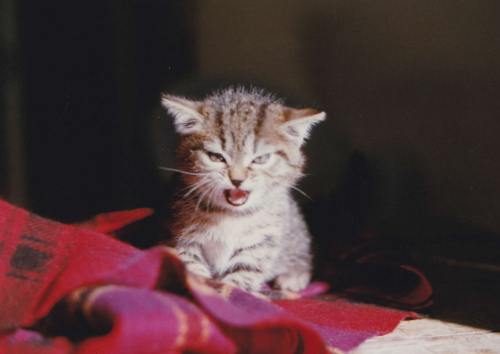 chaton