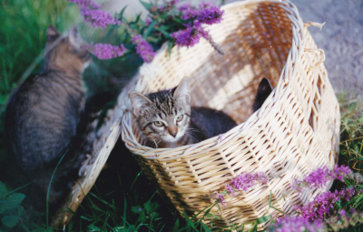 Chatons