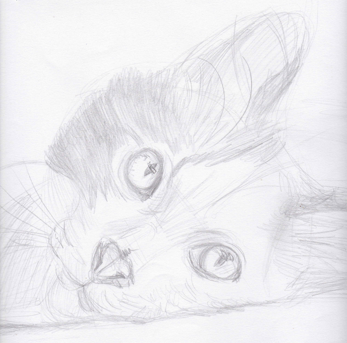 Dessin chat couché