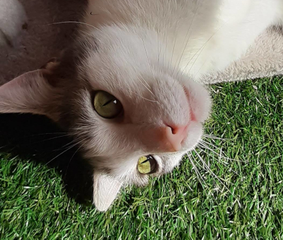 Chat tigré